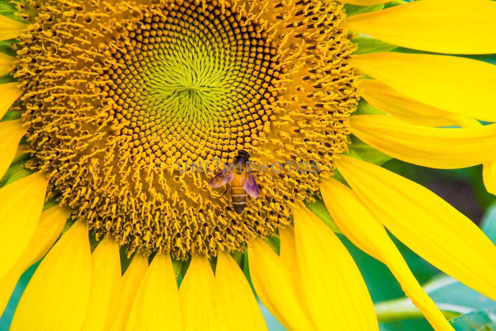 Sunflower and a bee on the sunflowers field