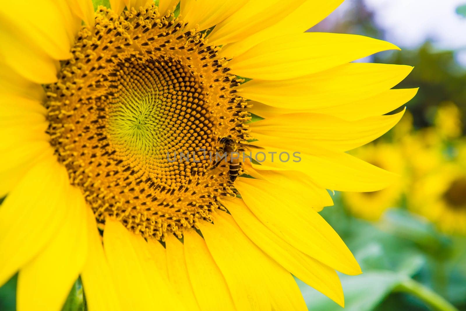Sunflower and a bee on the sunflowers field