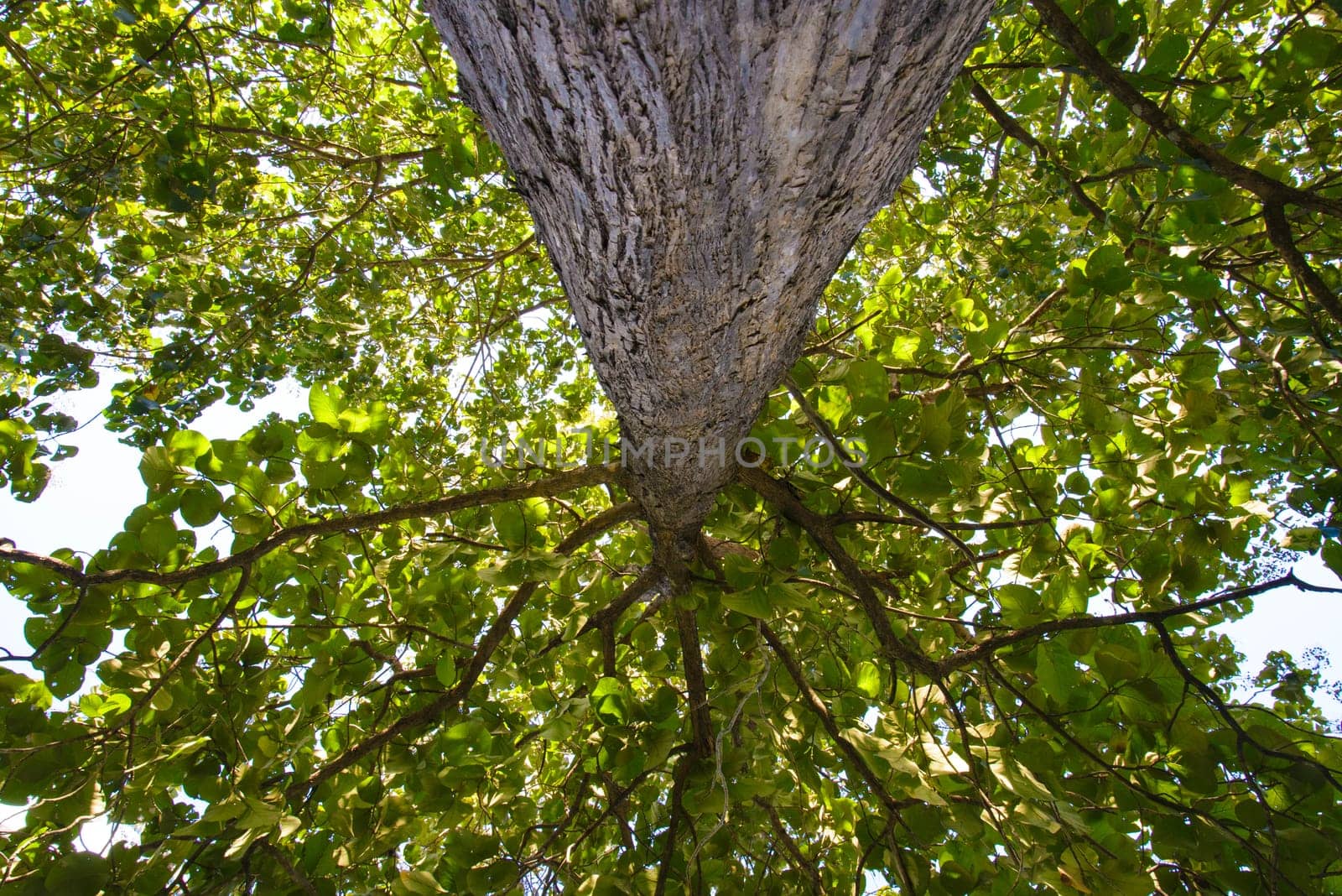 Big tree in the forest in country of Thailand.