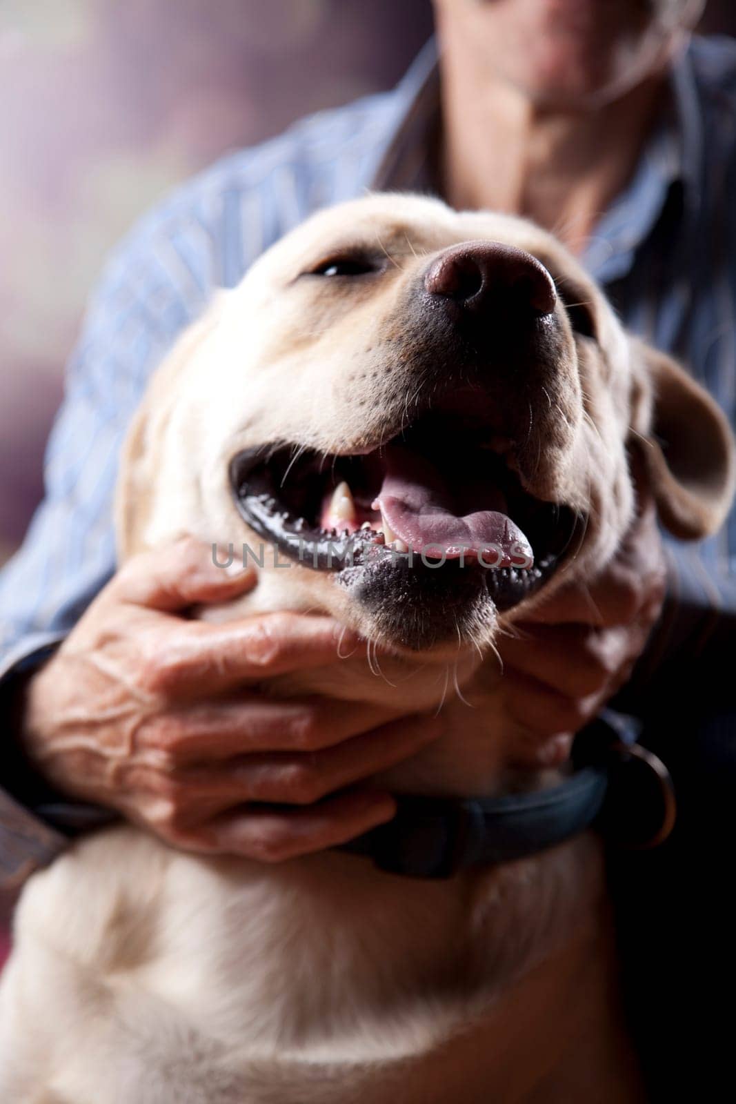 Dog, Labrador Retriever