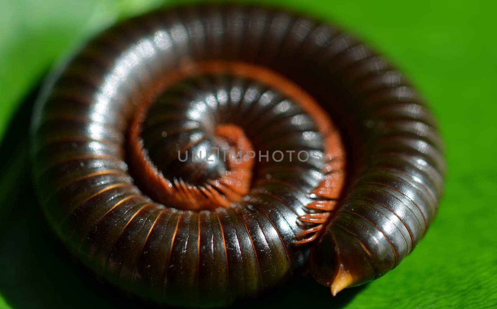 Rolled up centipede