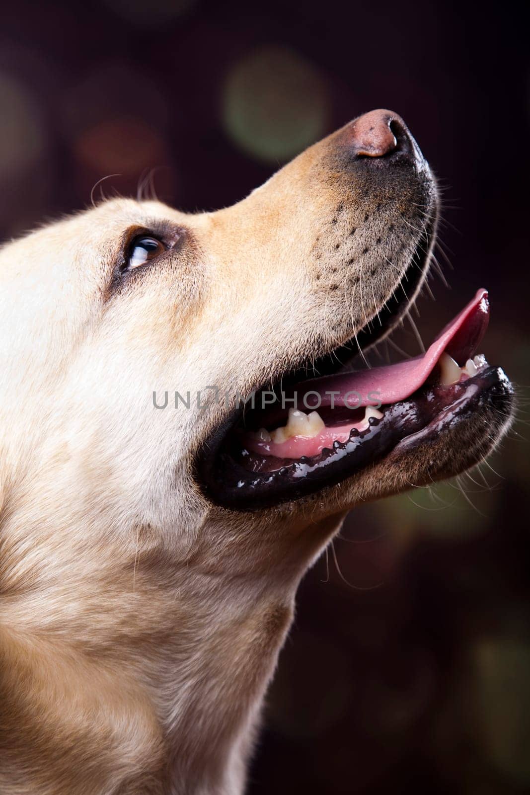 Labrador Retriever dog