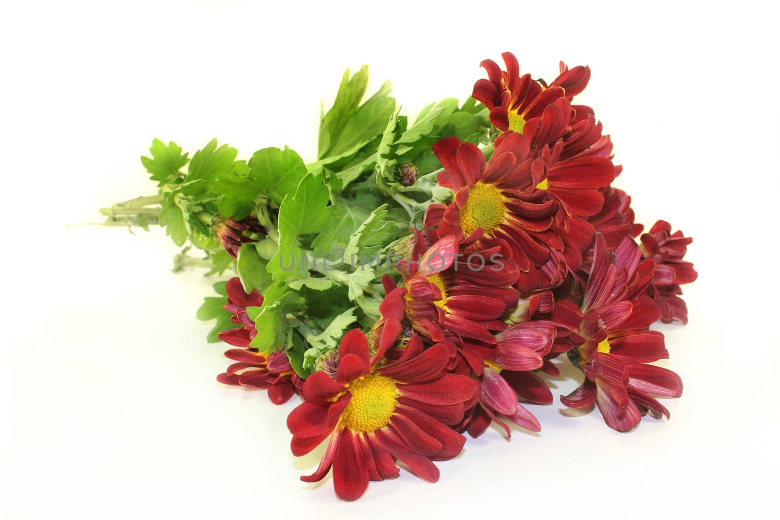 a small bouquet of chrysanthemums against a white background