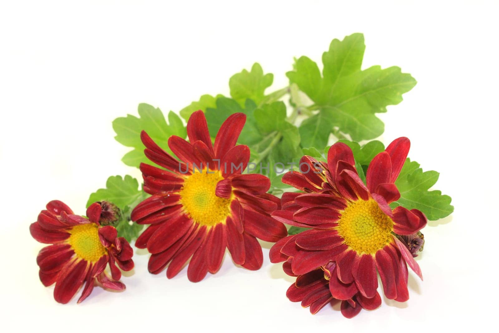 a small bouquet of chrysanthemums against a white background