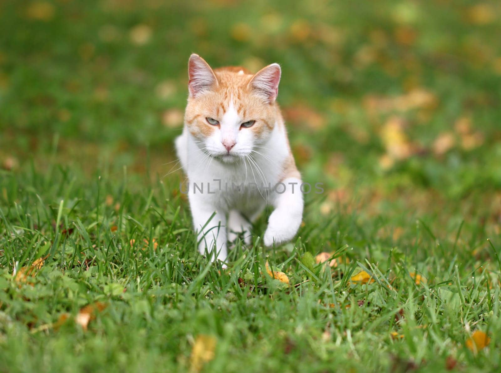 Portrait of a beautiful red cat