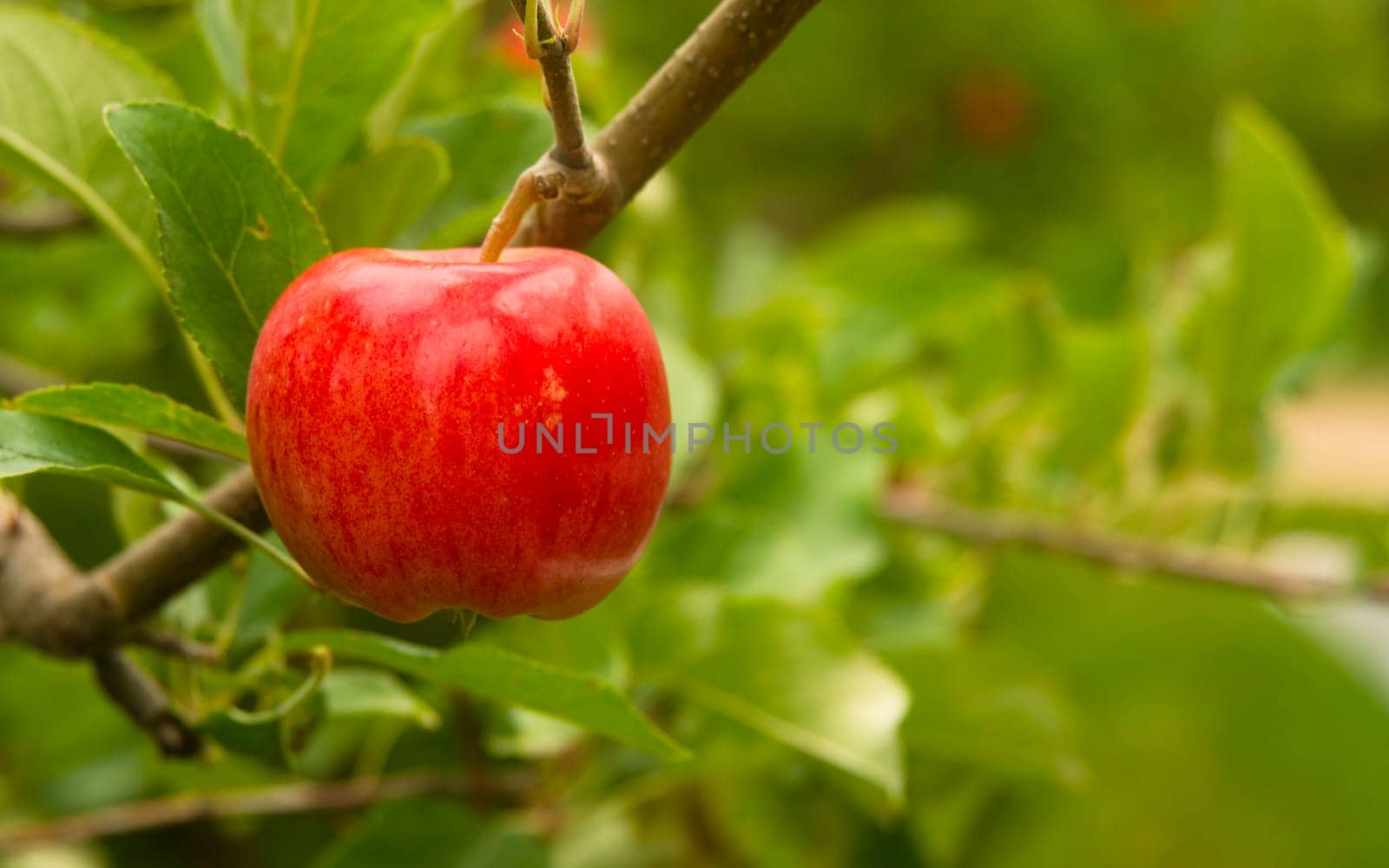 Sweet Red Apple growing in farmer's fruit orchard