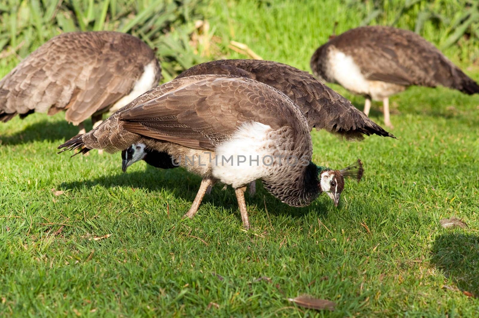 Two female Peahen birds of the Peacock feed as they walk along