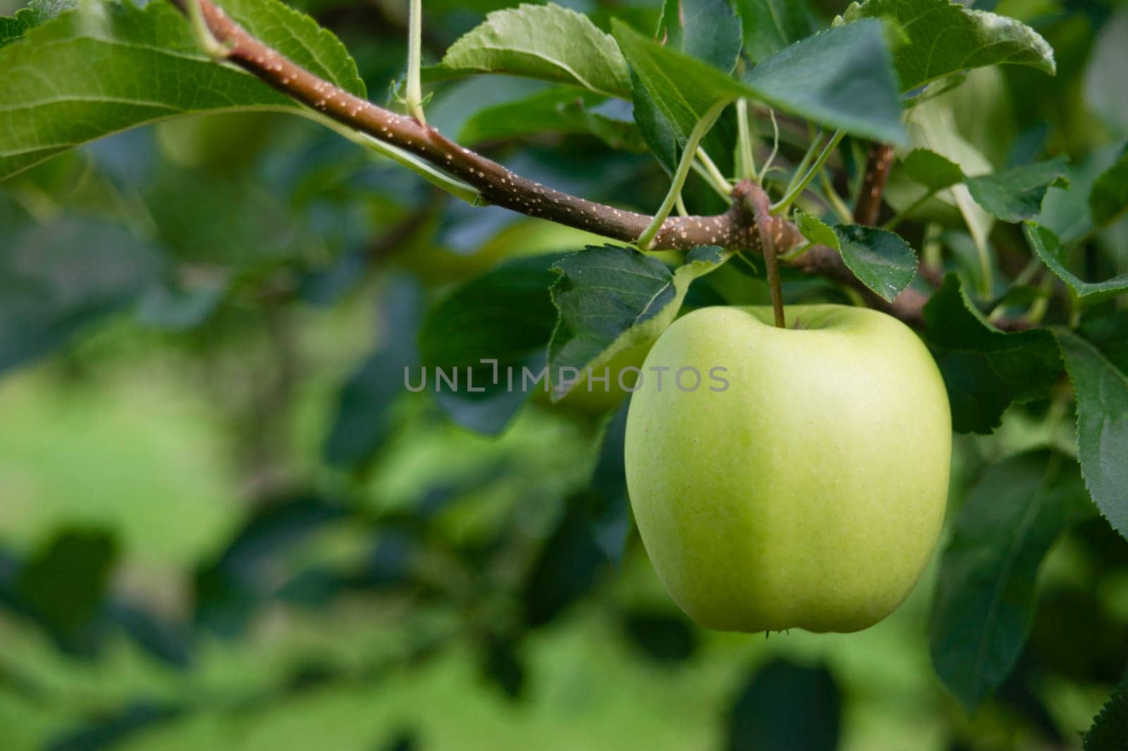 A lone green appple hangs in the farmer's field
