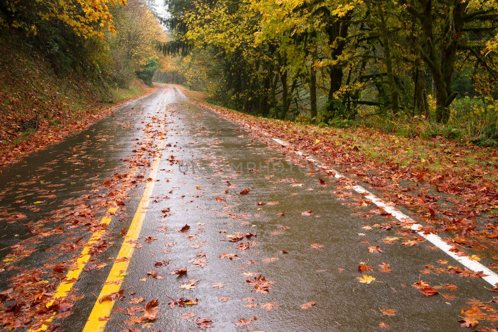 The road is slick and wet during fall rain