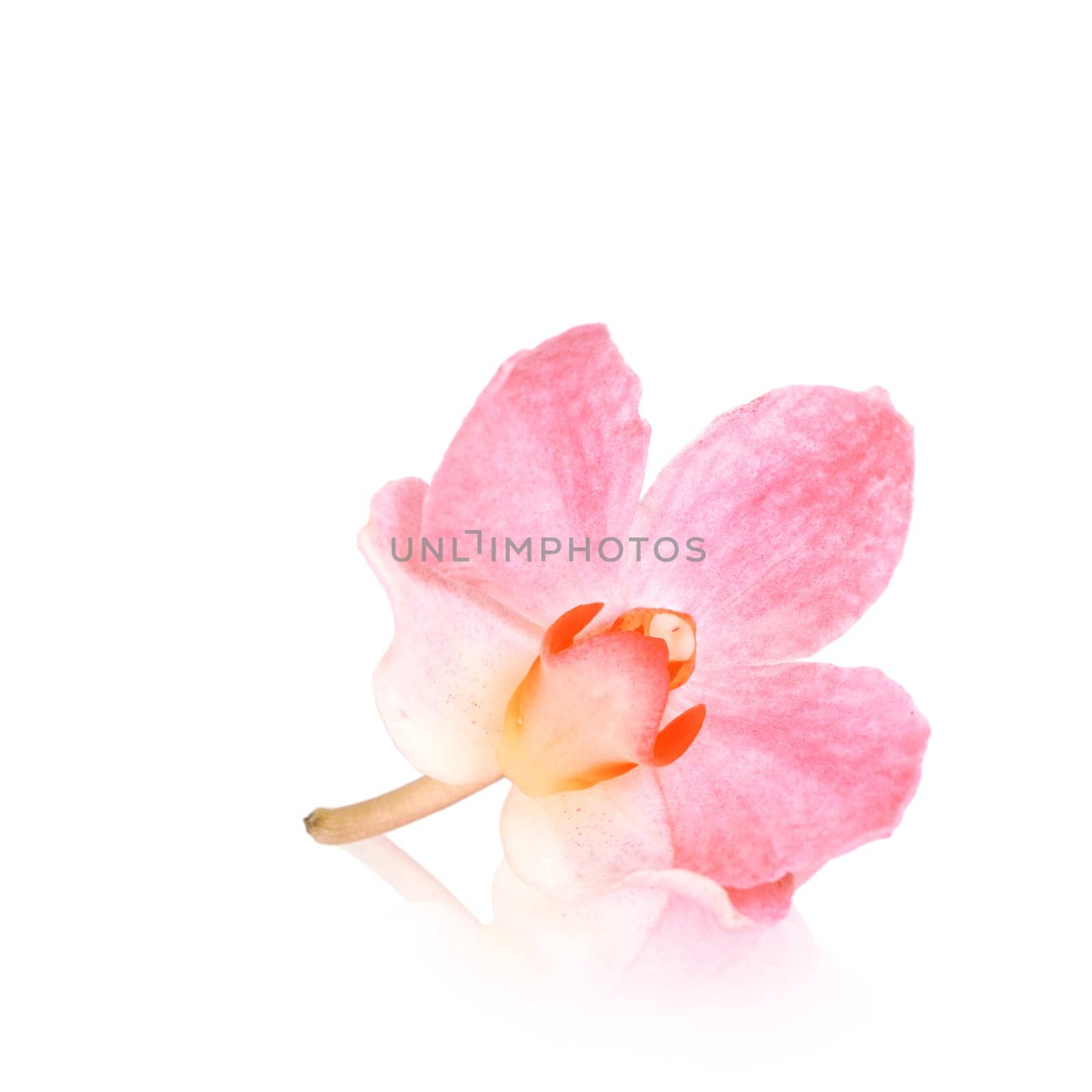 Orchid flower,orchid