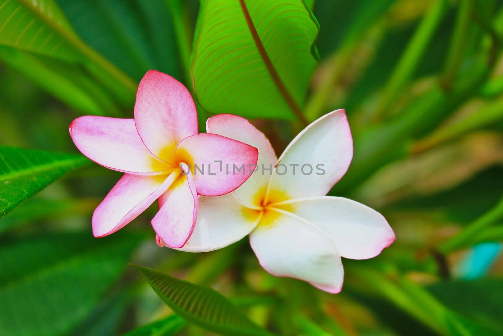 close-up shot for  frangipani flowers