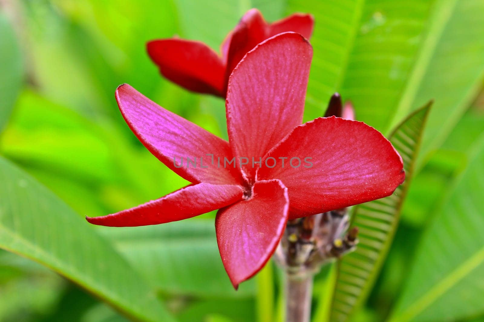 close-up shot for red frangipani flowers