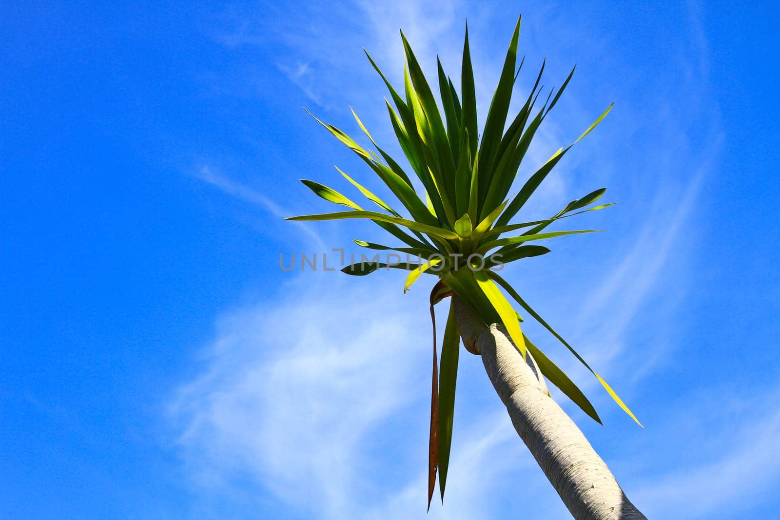 Dracaena tree,  bue sky natural background