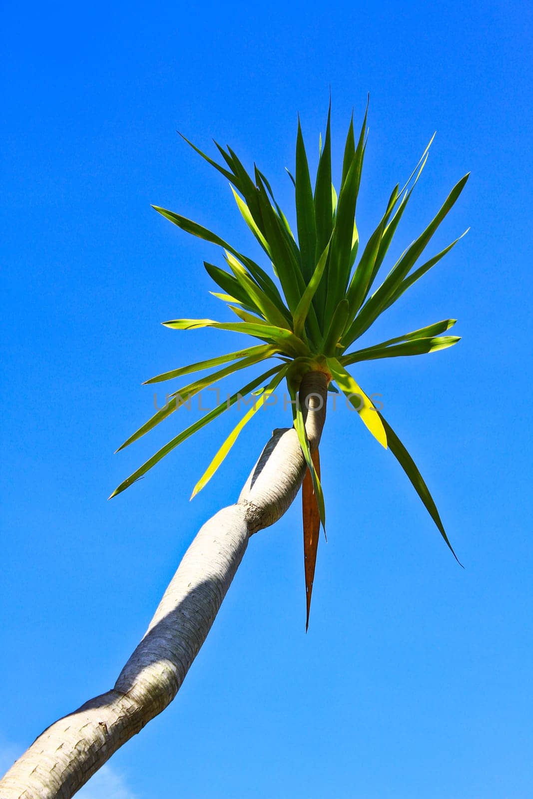 Dracaena tree,  bue sky natural background
