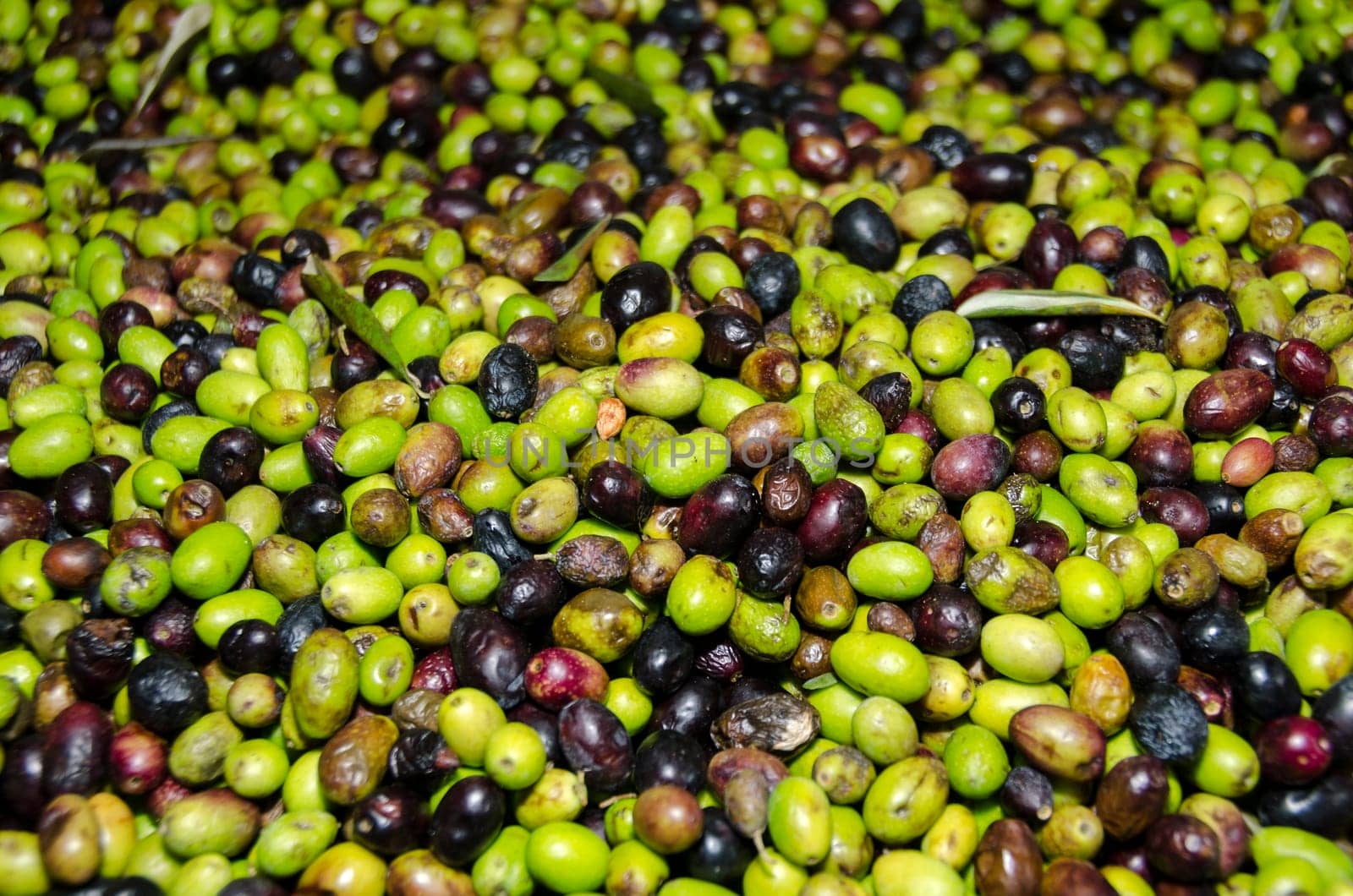 green and black olives in a mill in Italy