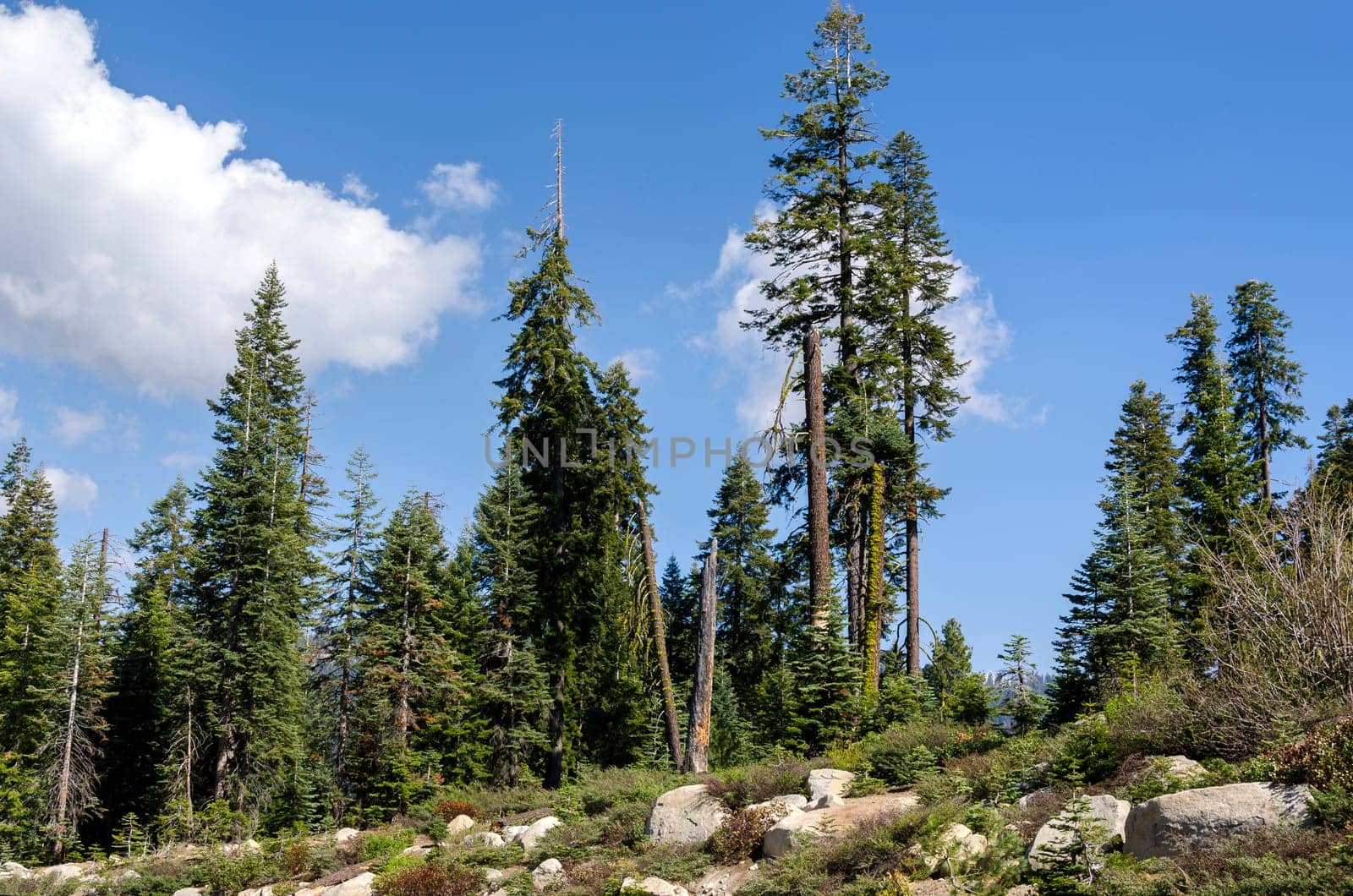 forest in Sequoia National Park in California in America
