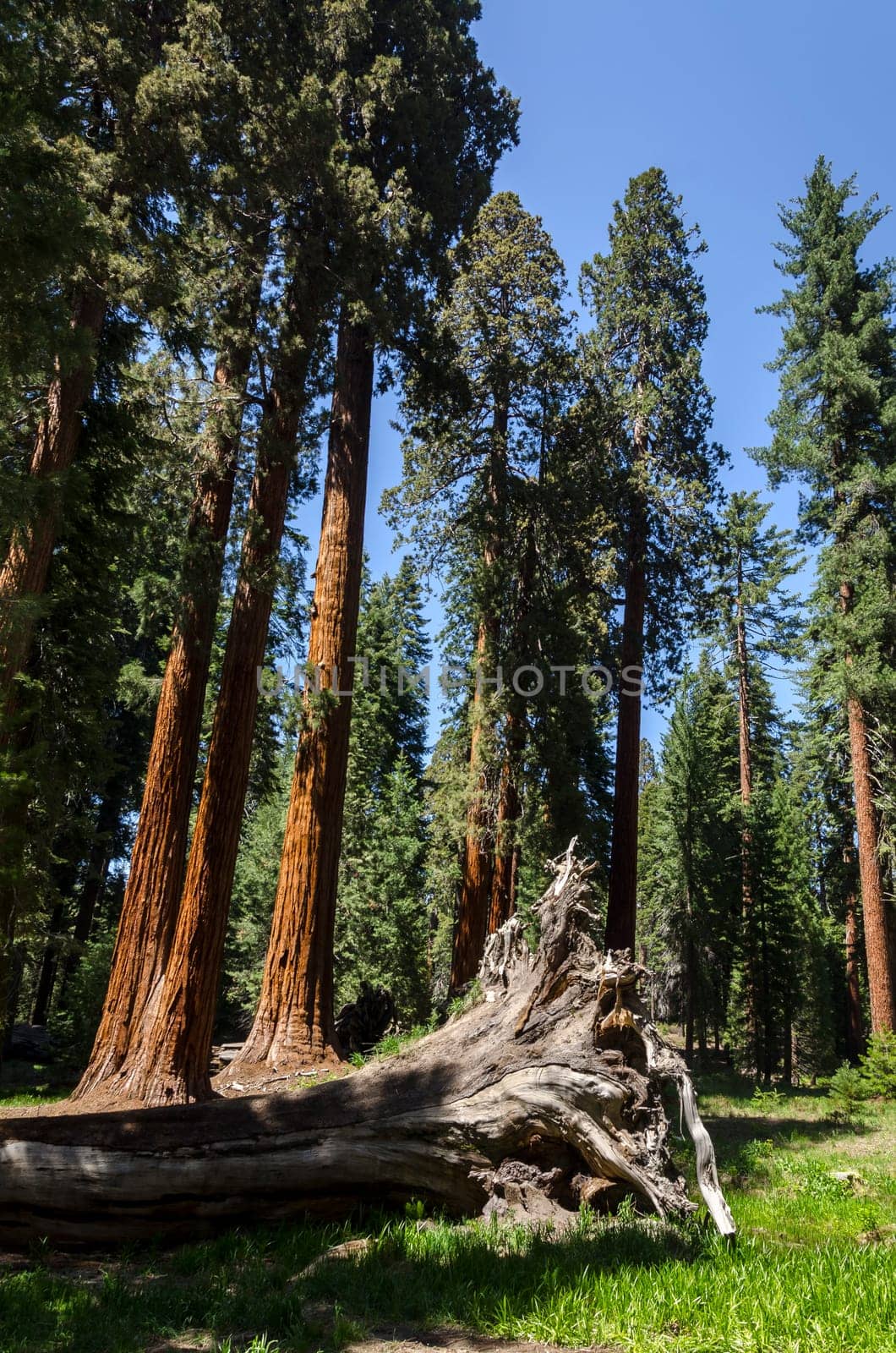 the basis of a fallen sequoia in Sequoia National Park in California