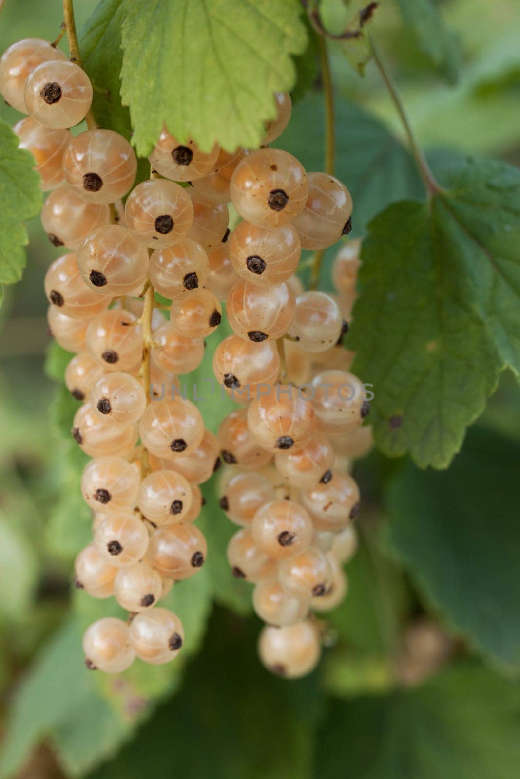 White currants