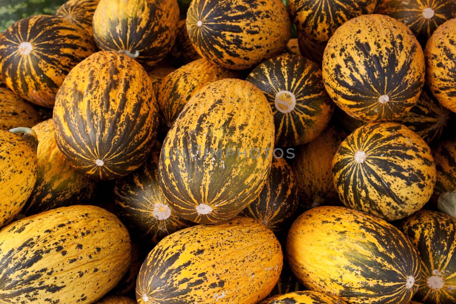 Turkish melons