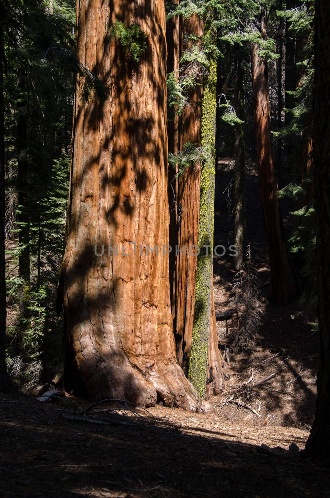 sequoia in sequoia national park in California