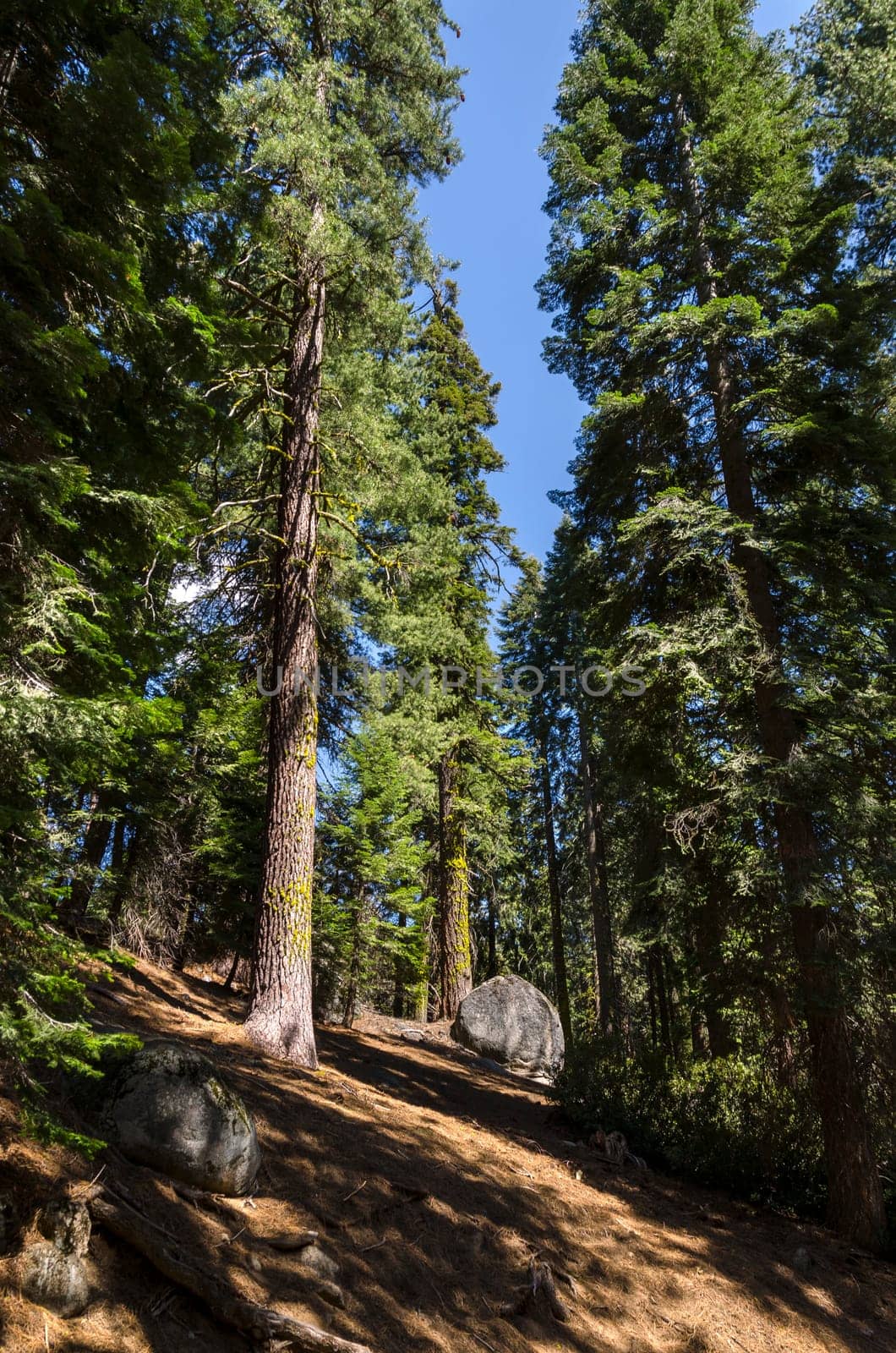 sequoia in sequoia national park in California