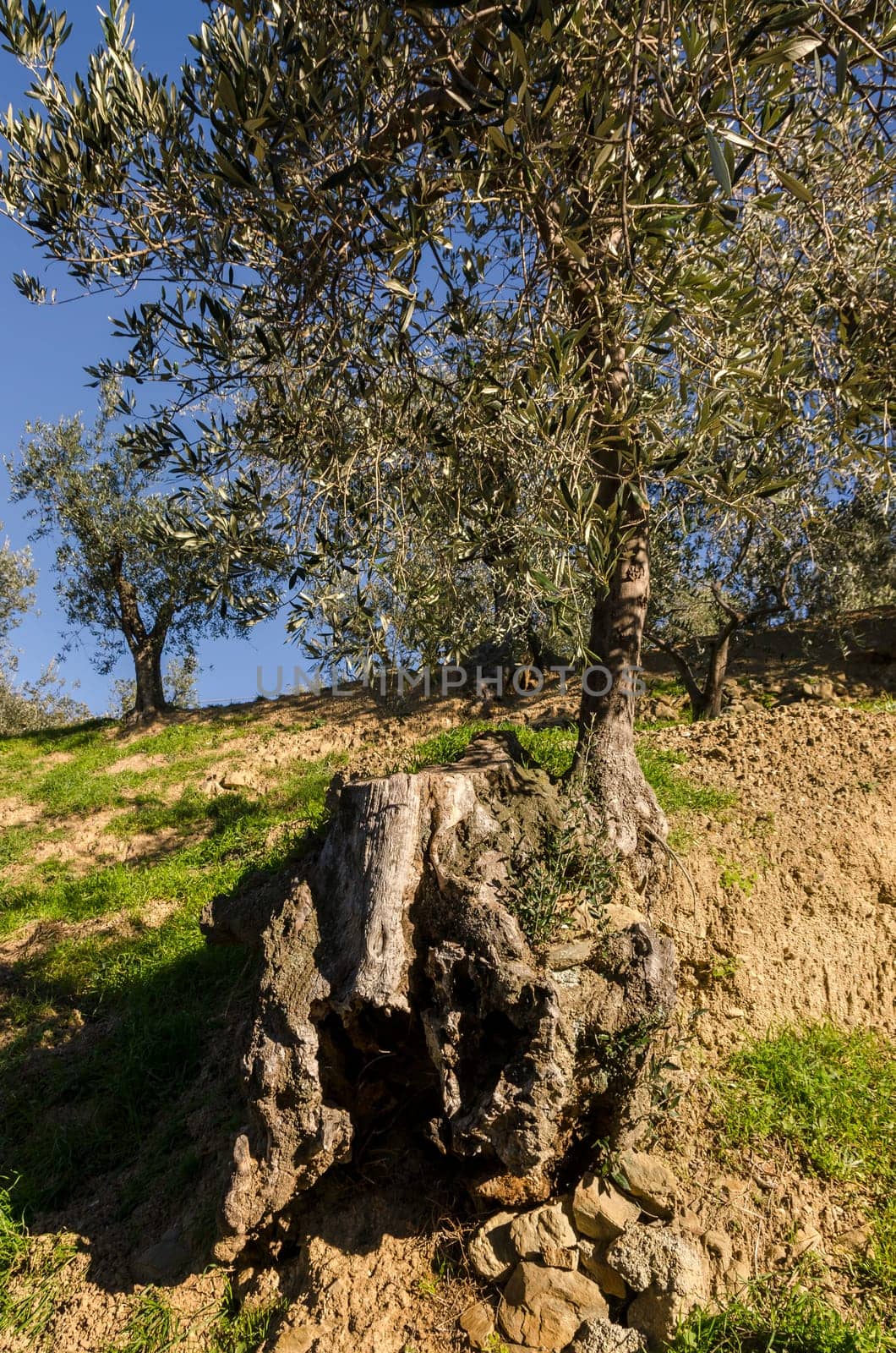 olive tree in Liguria in Italy