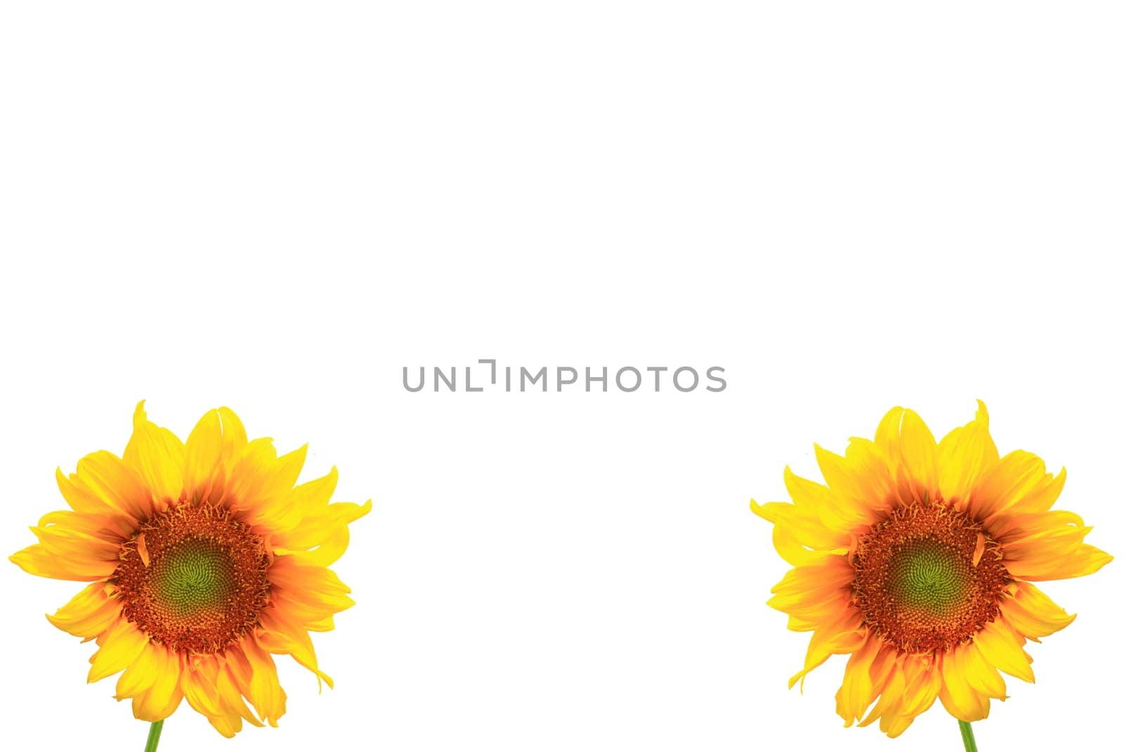 sunflower close up isolated on white background