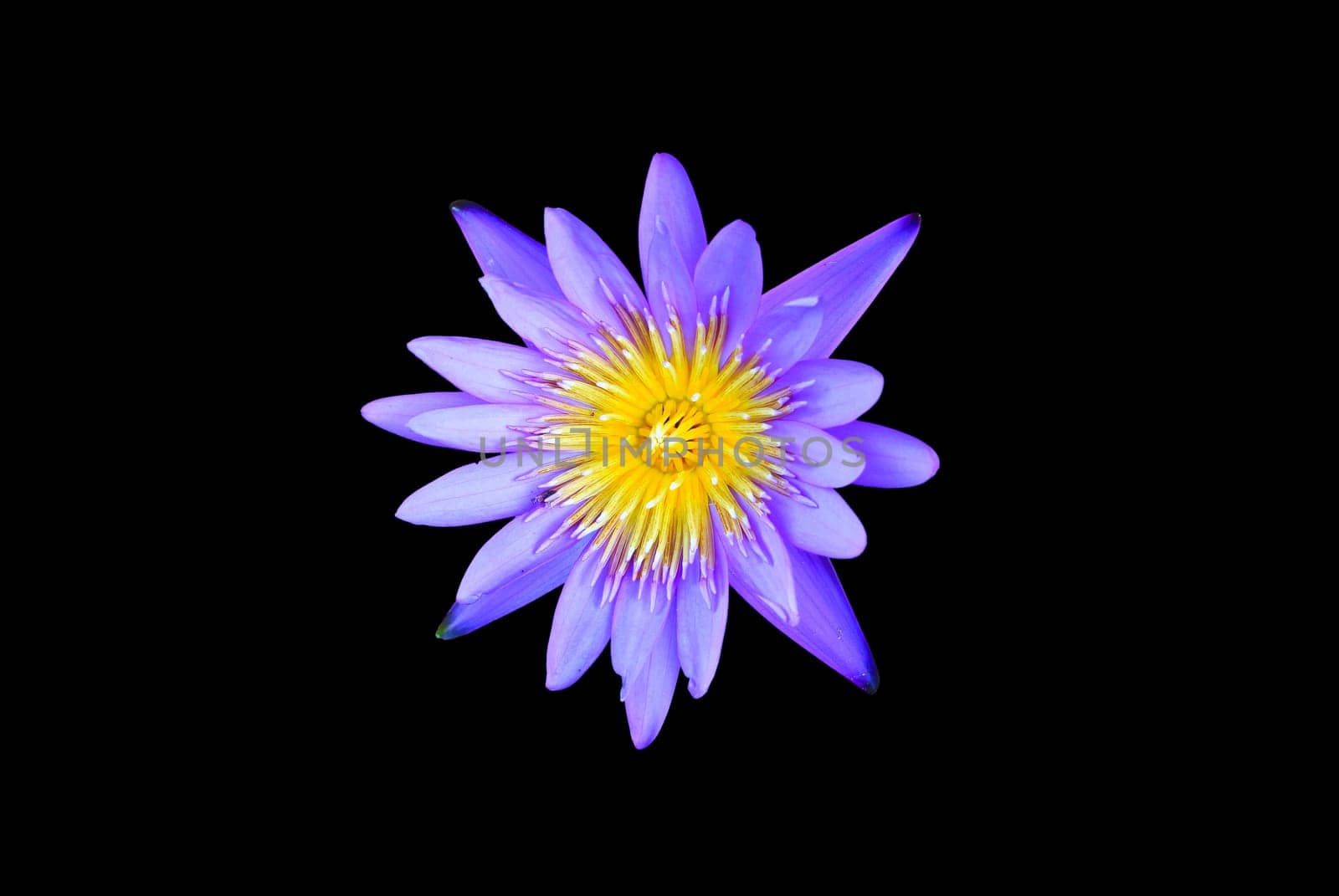 Lotus flower isolated on the black background
