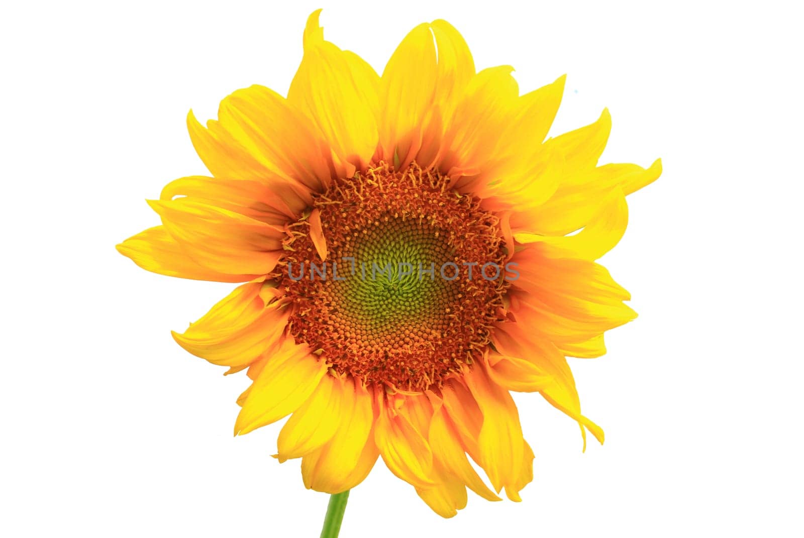 sunflower close up isolated on white background