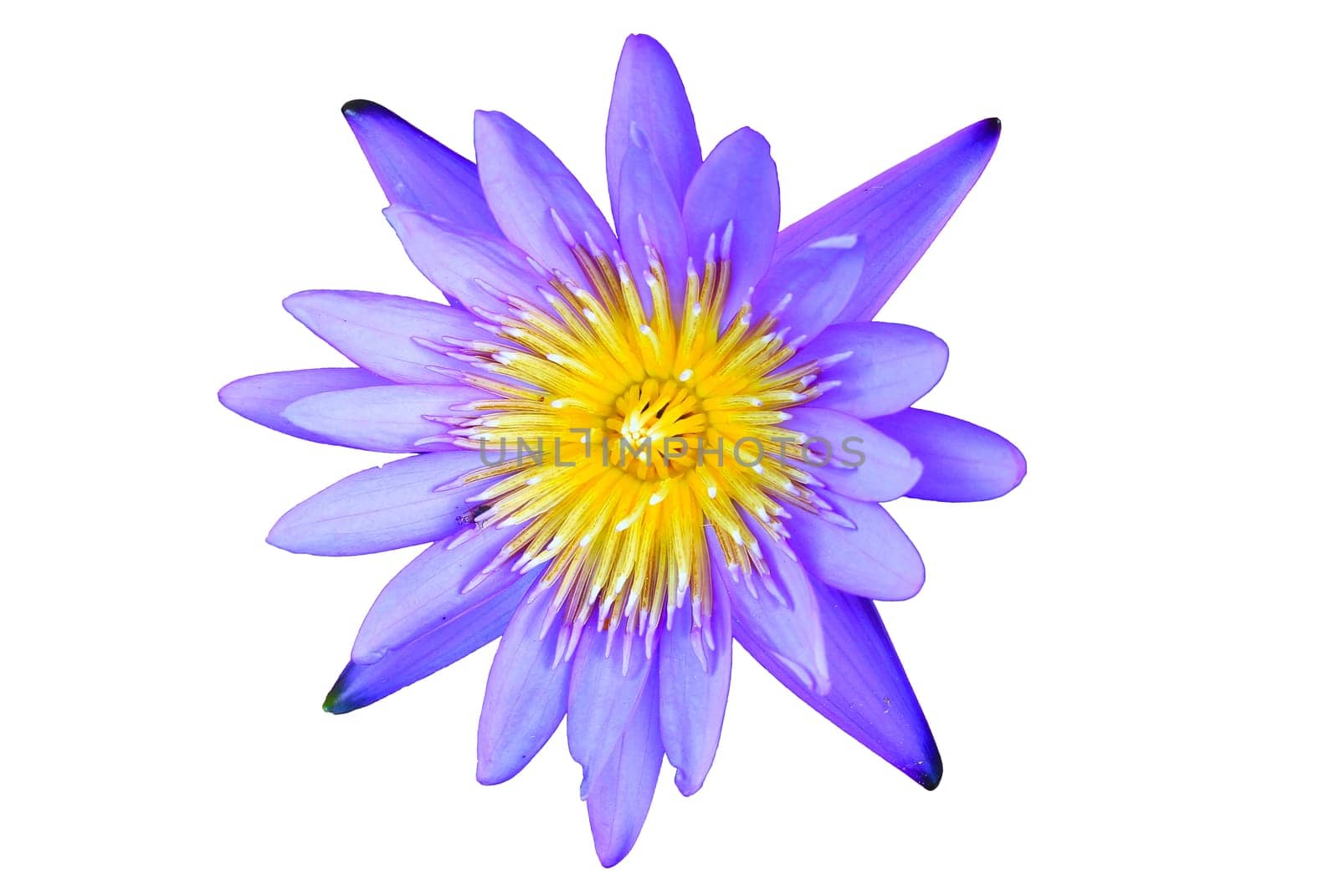 lotus flower isolated on a white background