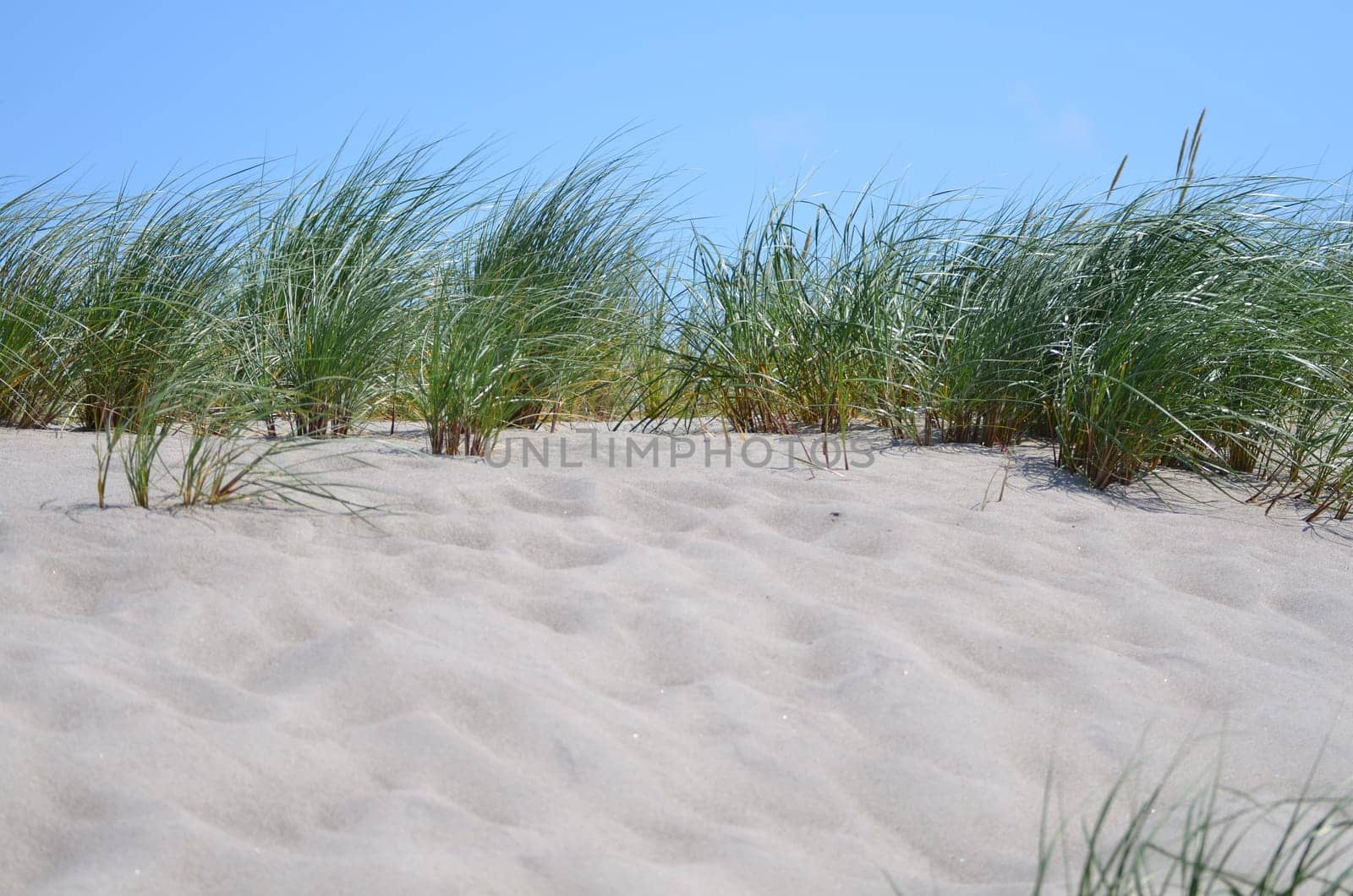 Dune grass as coastal protection on the Baltic Sea beach