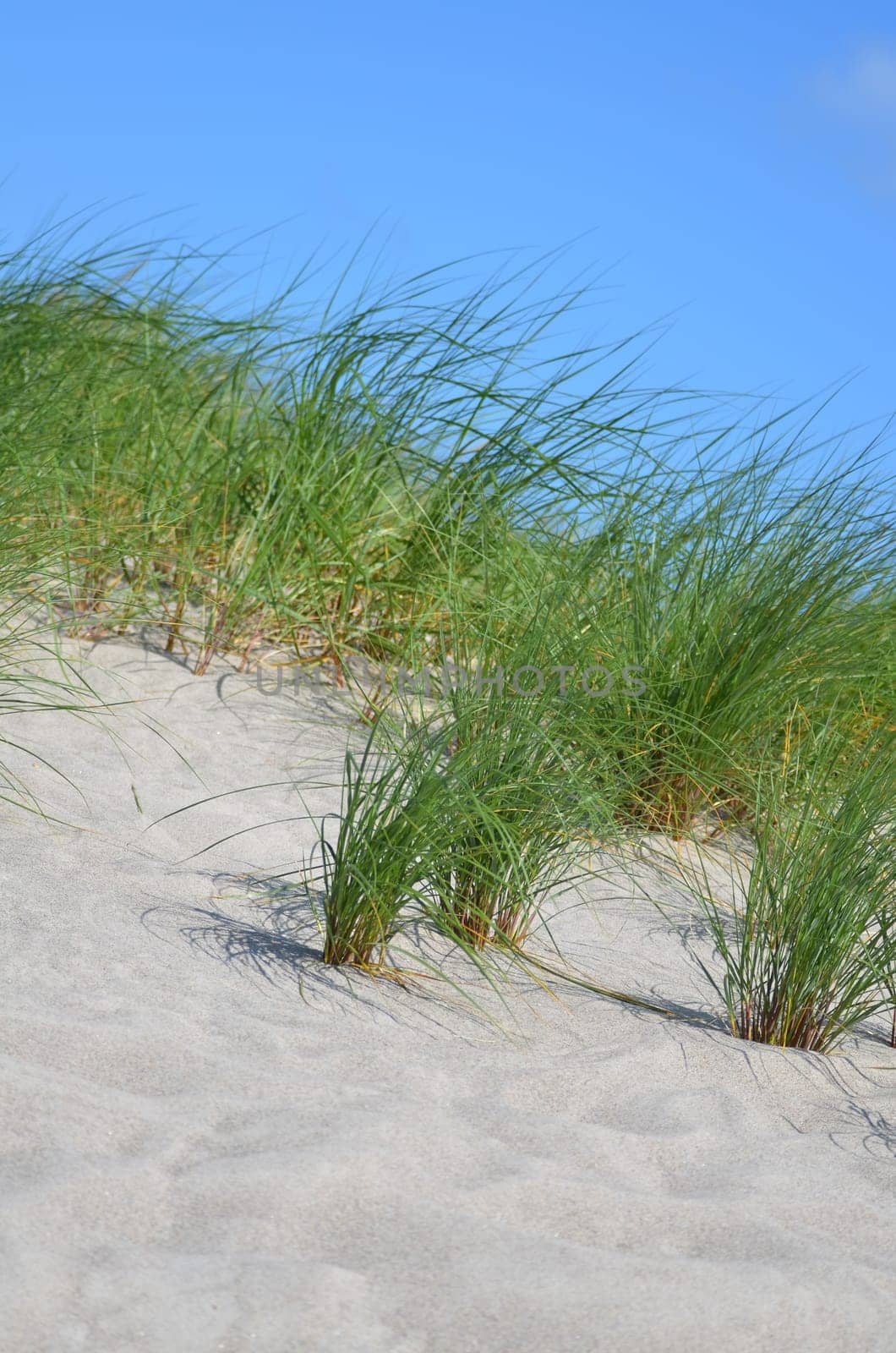 Dune grass as coastal protection on the Baltic Sea beach