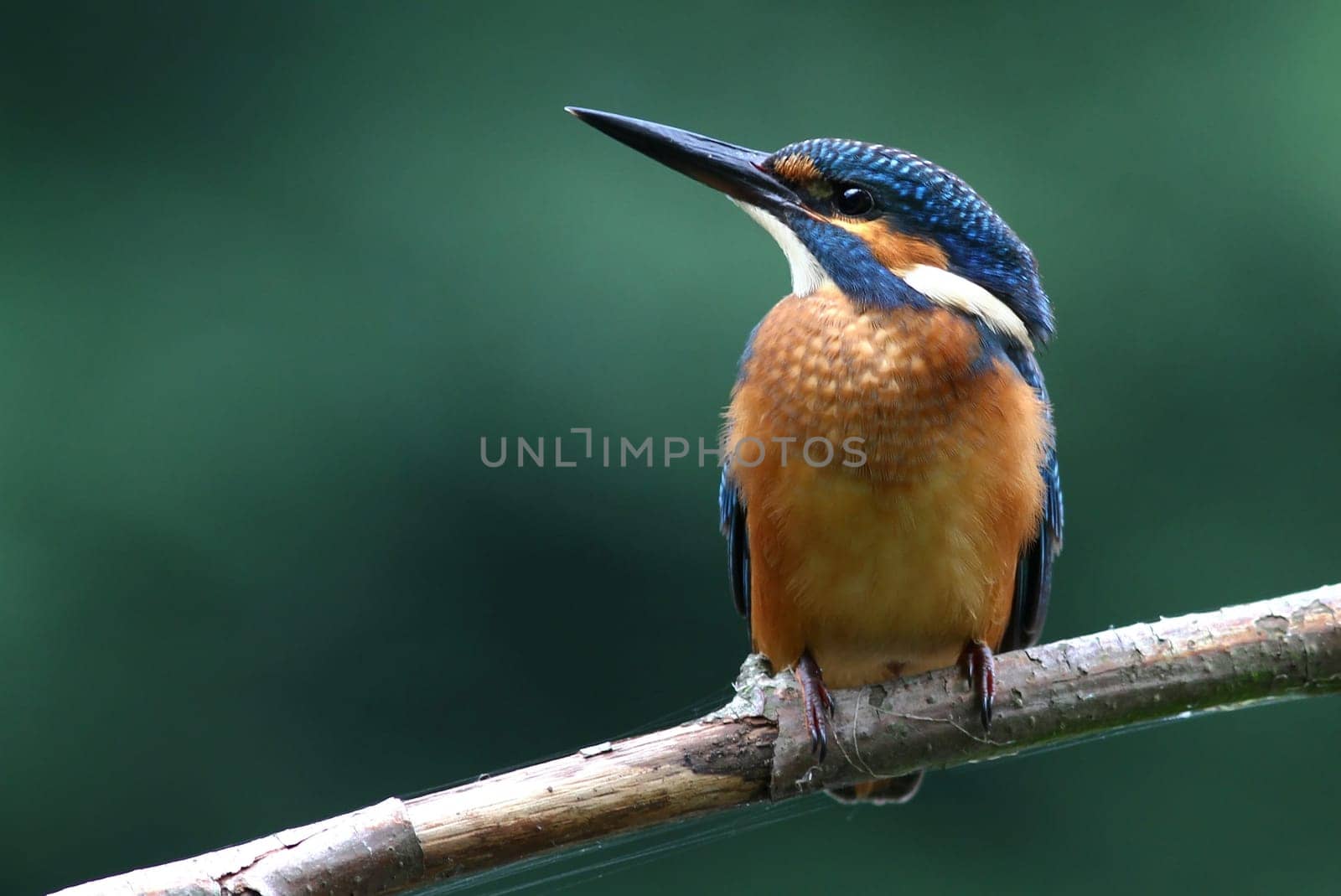 The Kingfisher