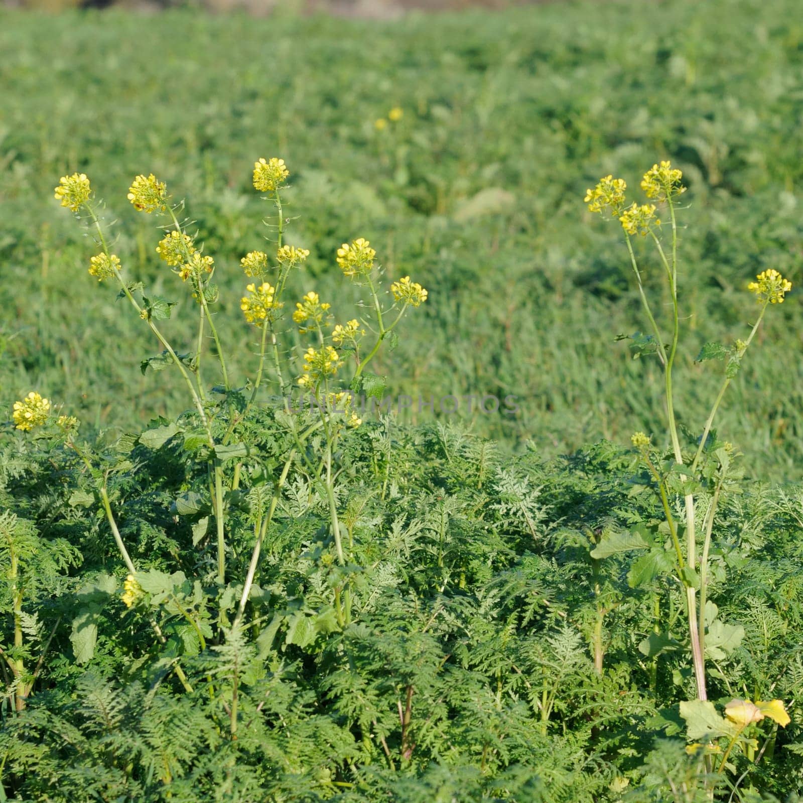 Winter oilseed rape