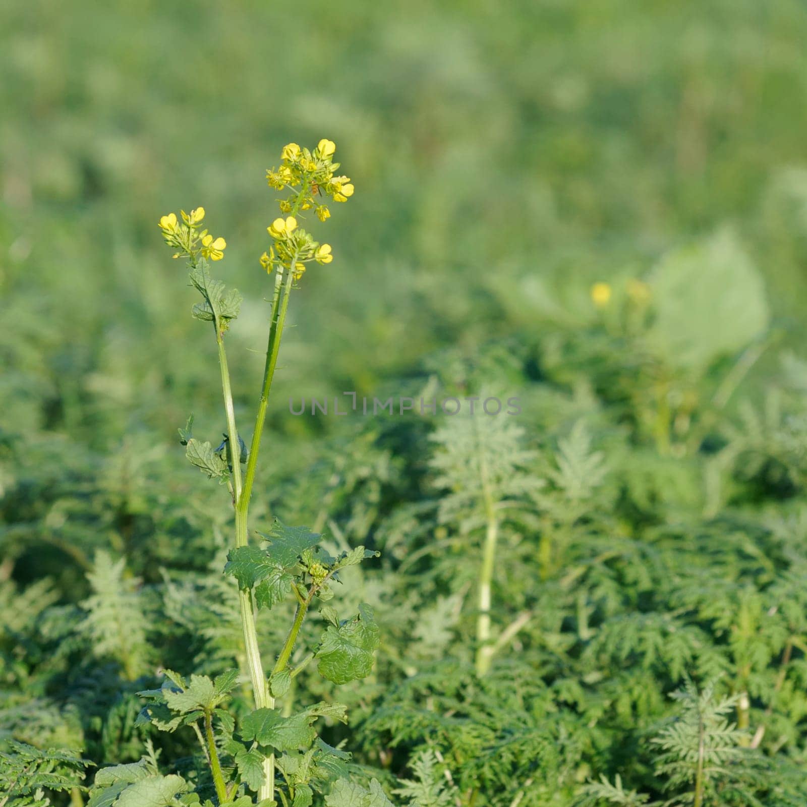 Winter oilseed rape