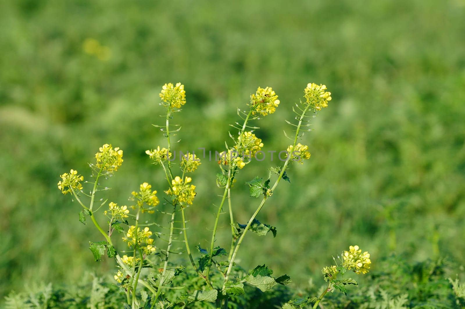 Winter oilseed rape