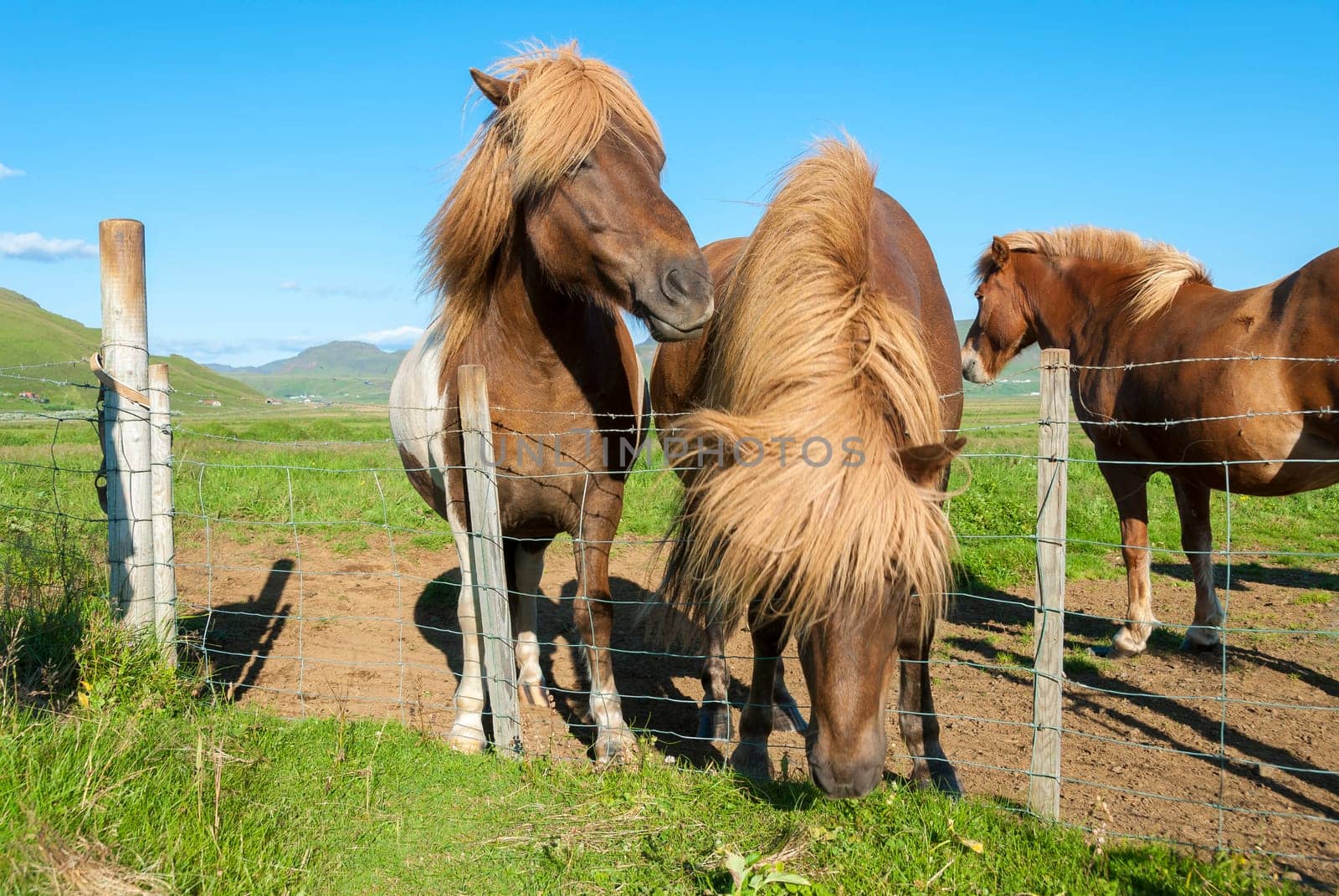 Icelandic horses on the grass