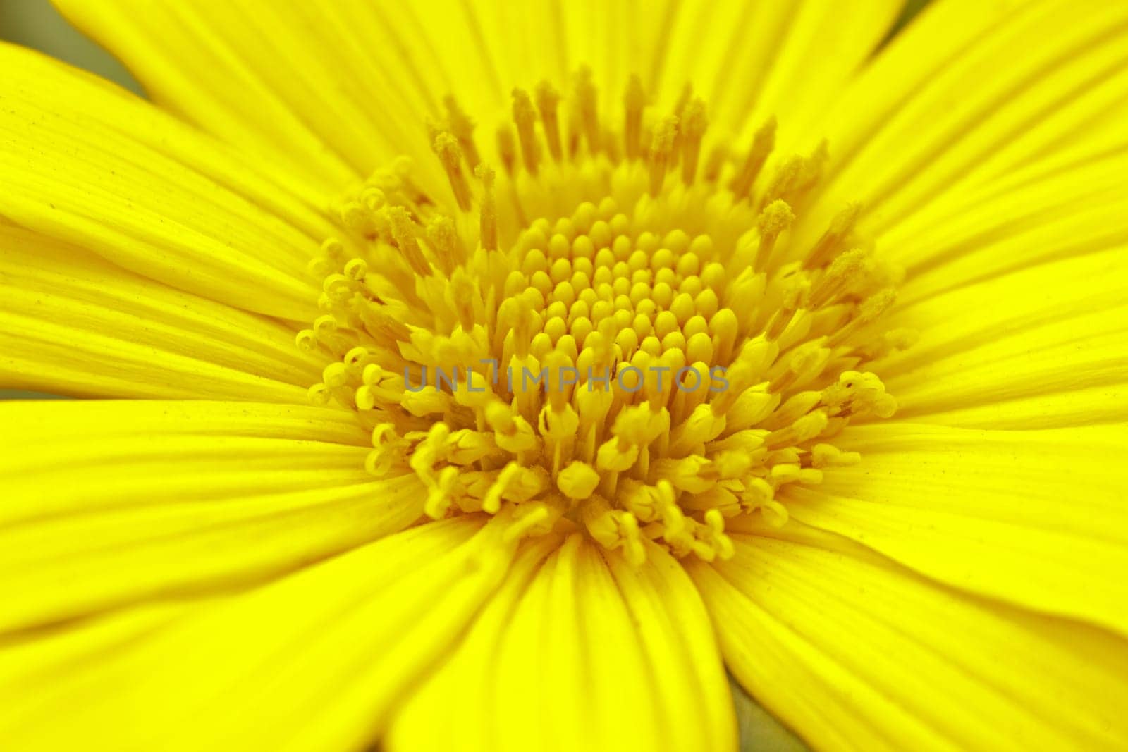close up Mexican Sunflower Weed in garden, summer Thailand