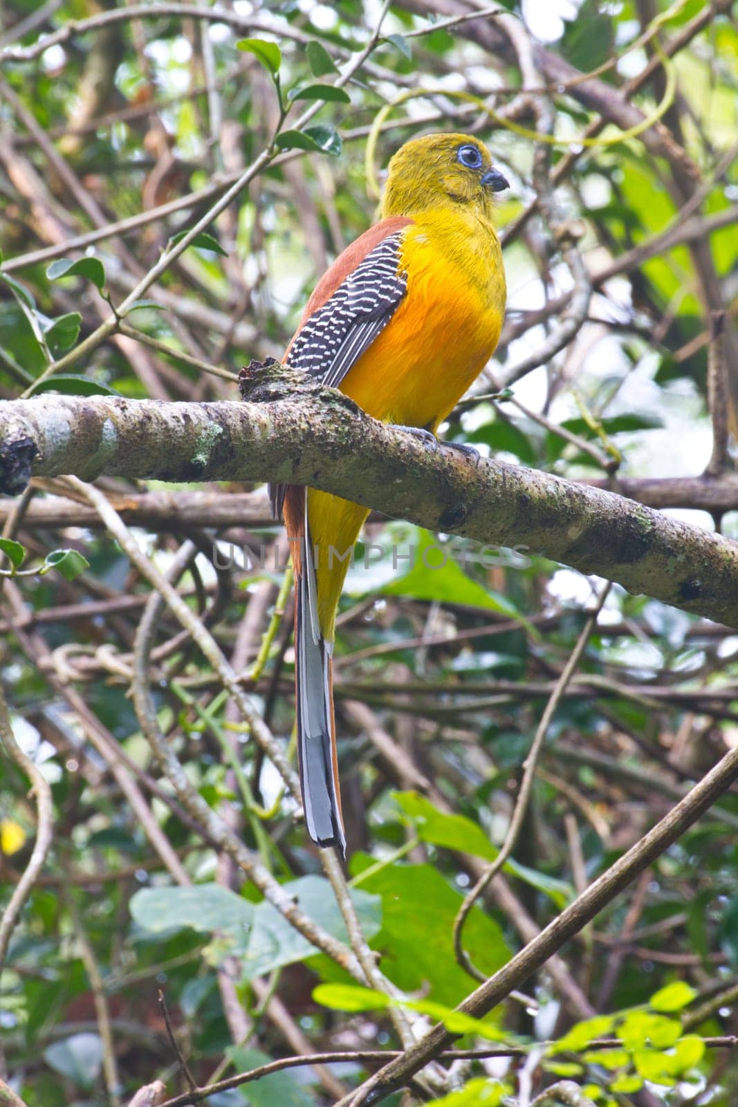 Bird watching in forest, Orange-breasted Trogon .in nature