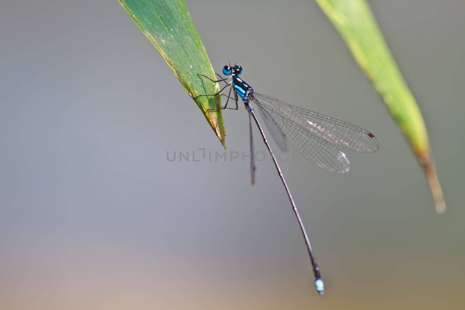 damselfly resting on branch over river in forest