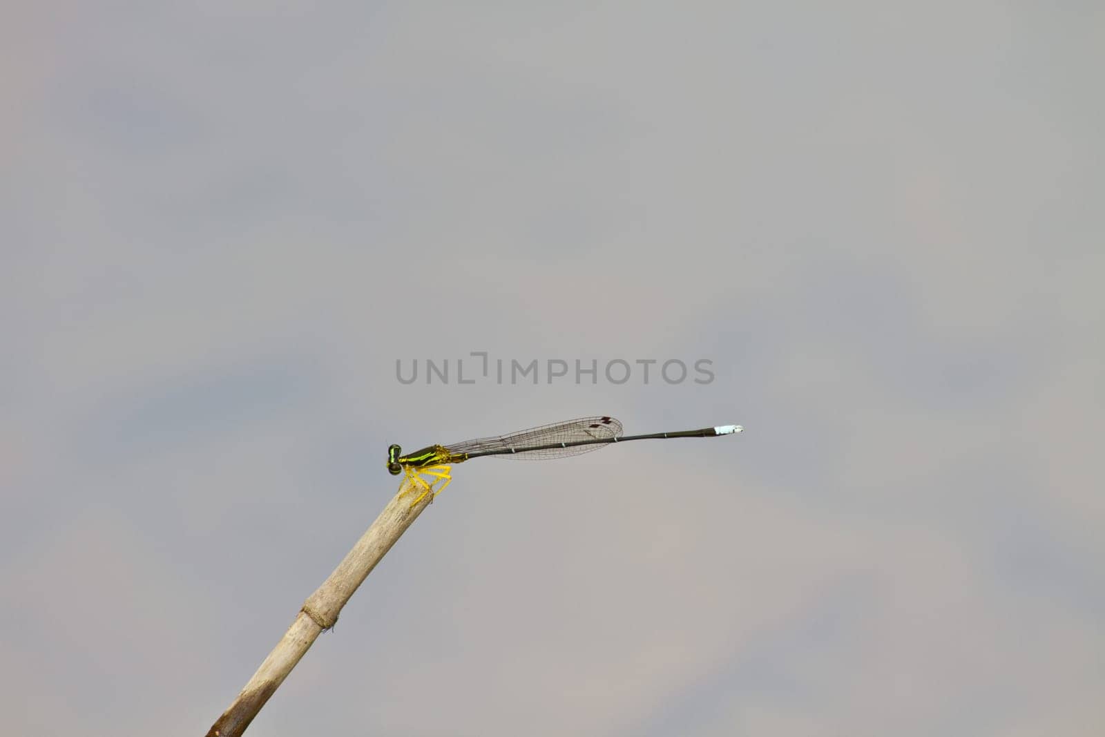 damselfly resting on branch over river in forest