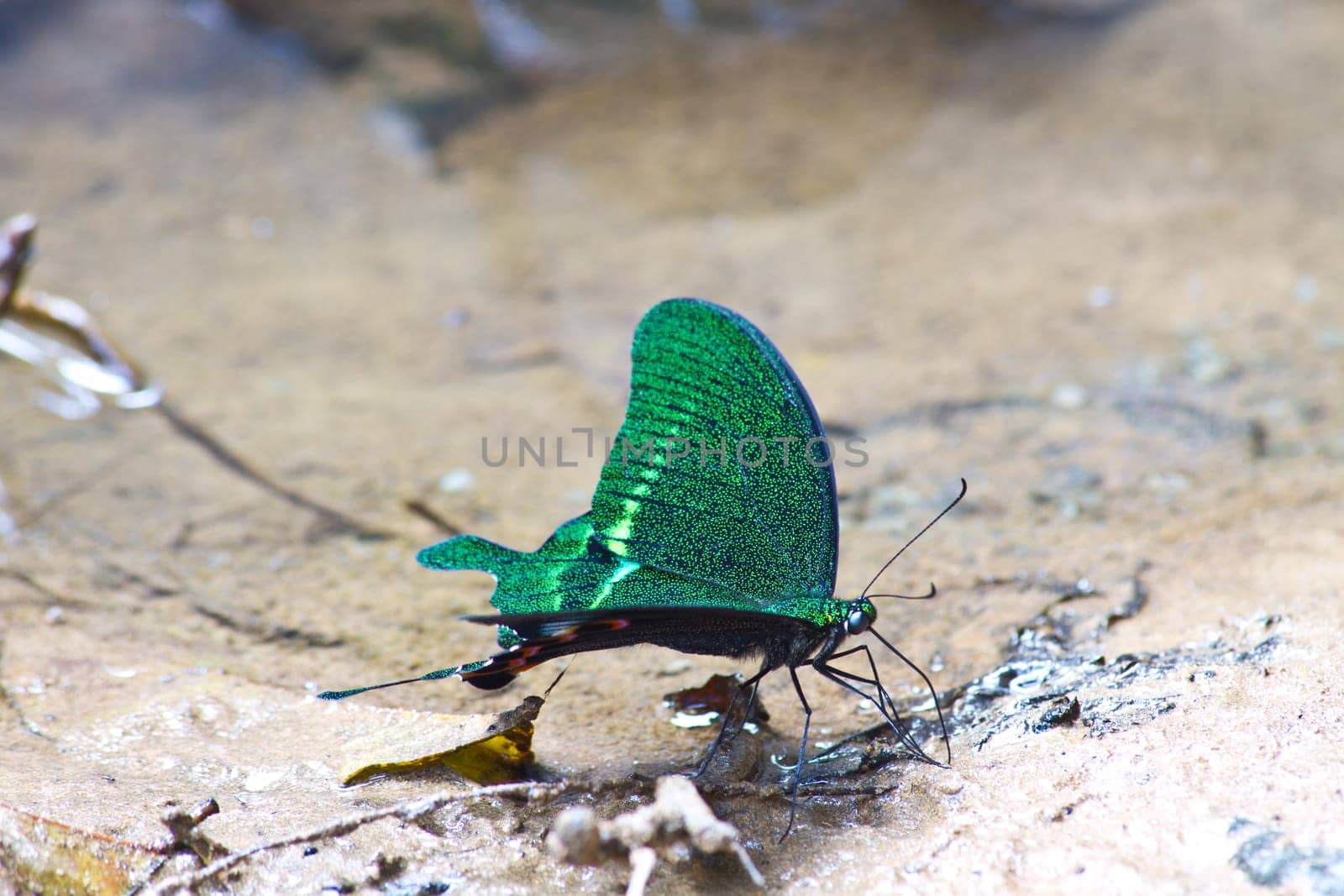 Butterflies are absorption minerals on the ground in forest