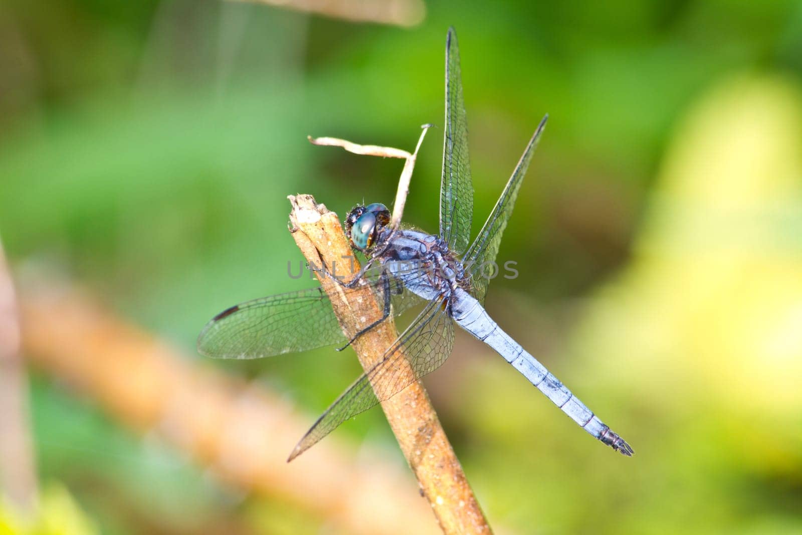 dragonfly on tree branch in wild nature