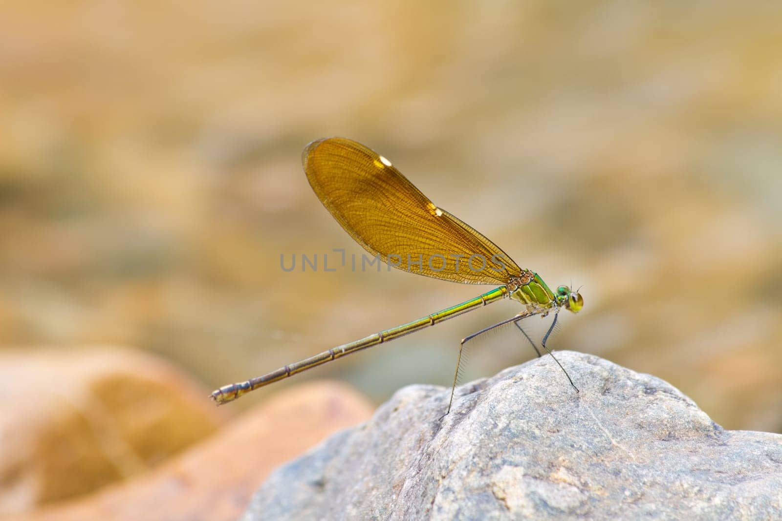 damselfly resting on stone over river in forest