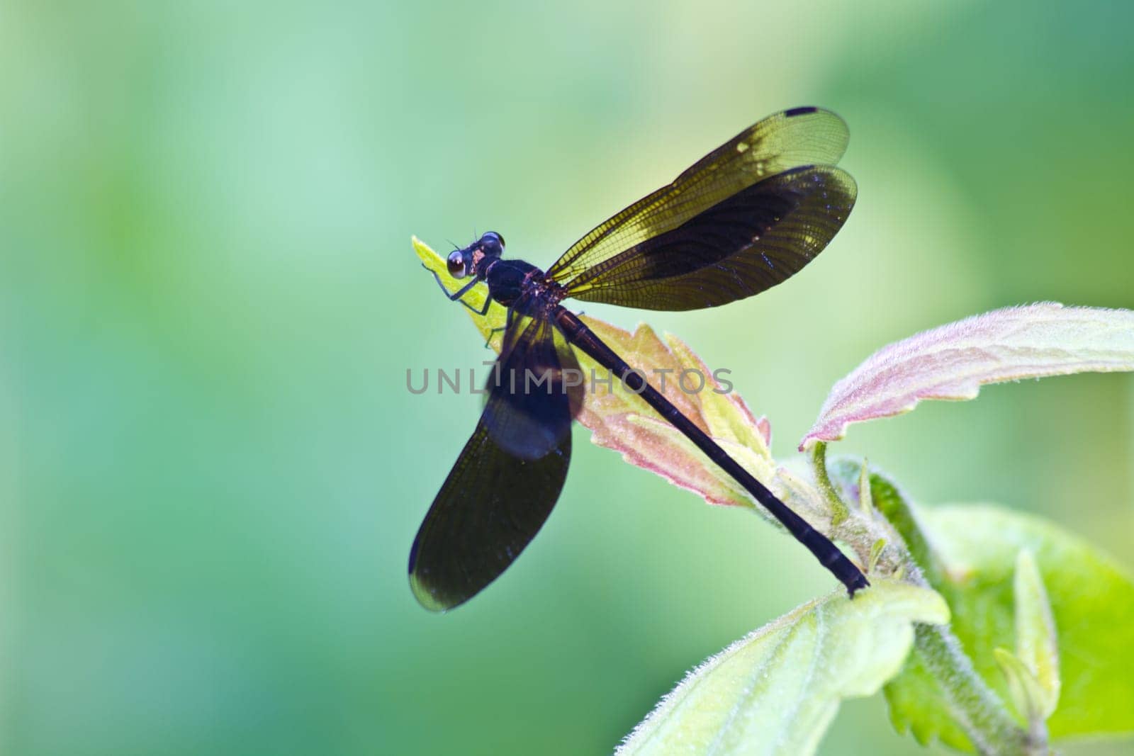 dragonfly on tree branch in wild nature