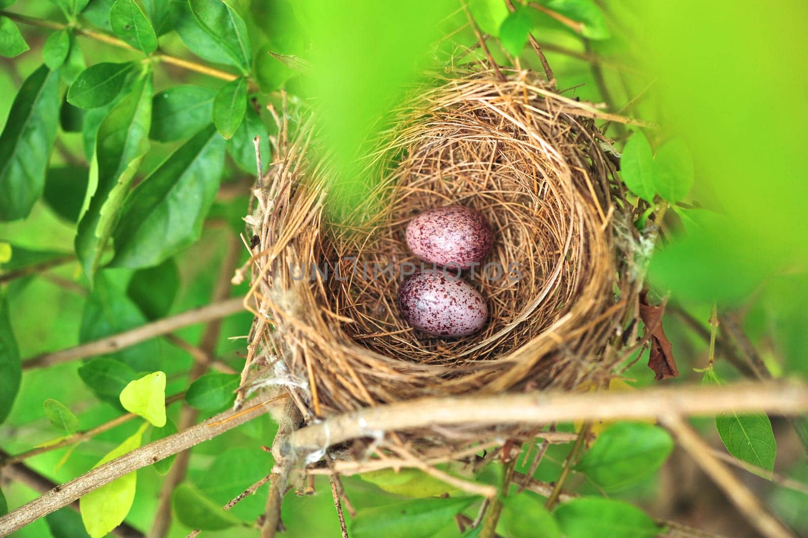Bird Nest With Two Eggs