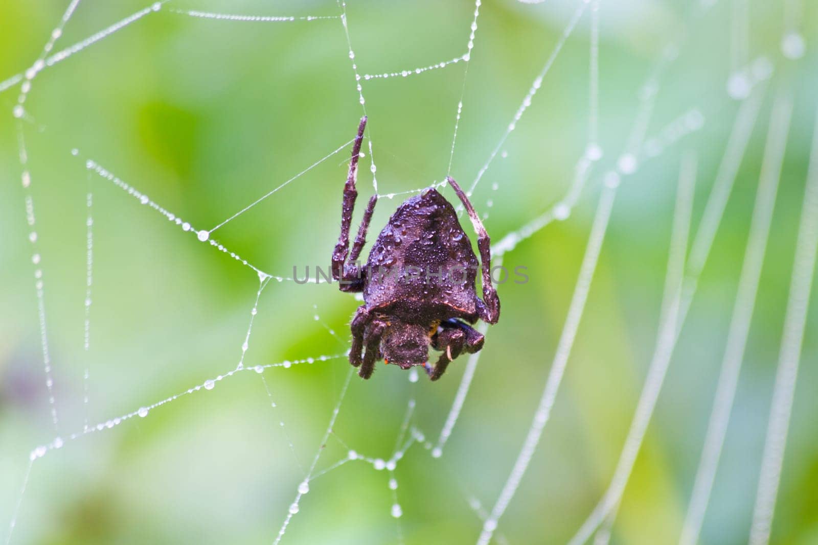 big spider staying on web in forest