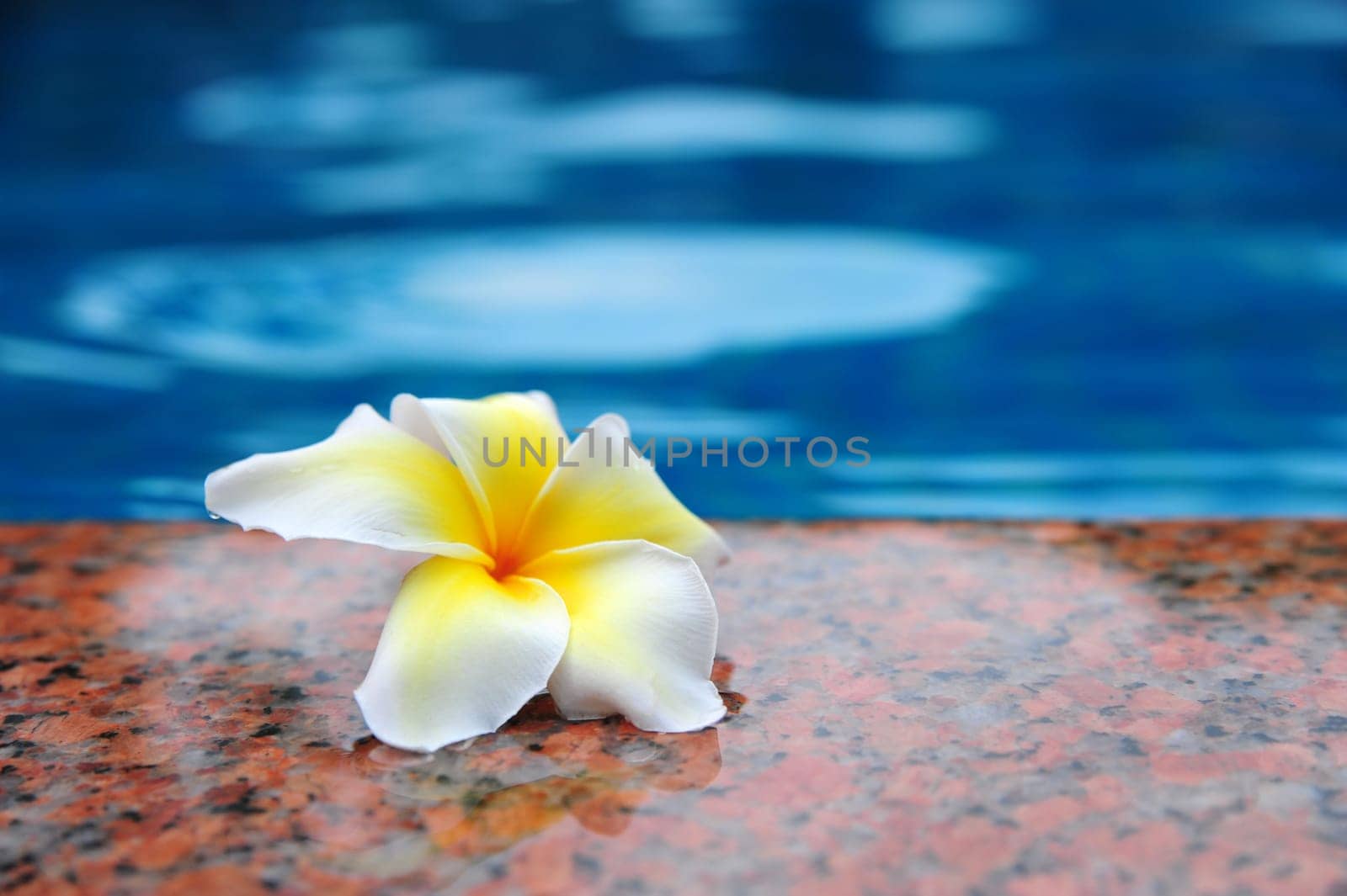 Frangipani flowers on the poolside