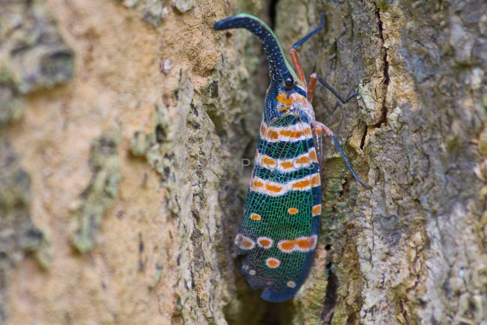 lanternflies insect, beauty insect on tree in forest