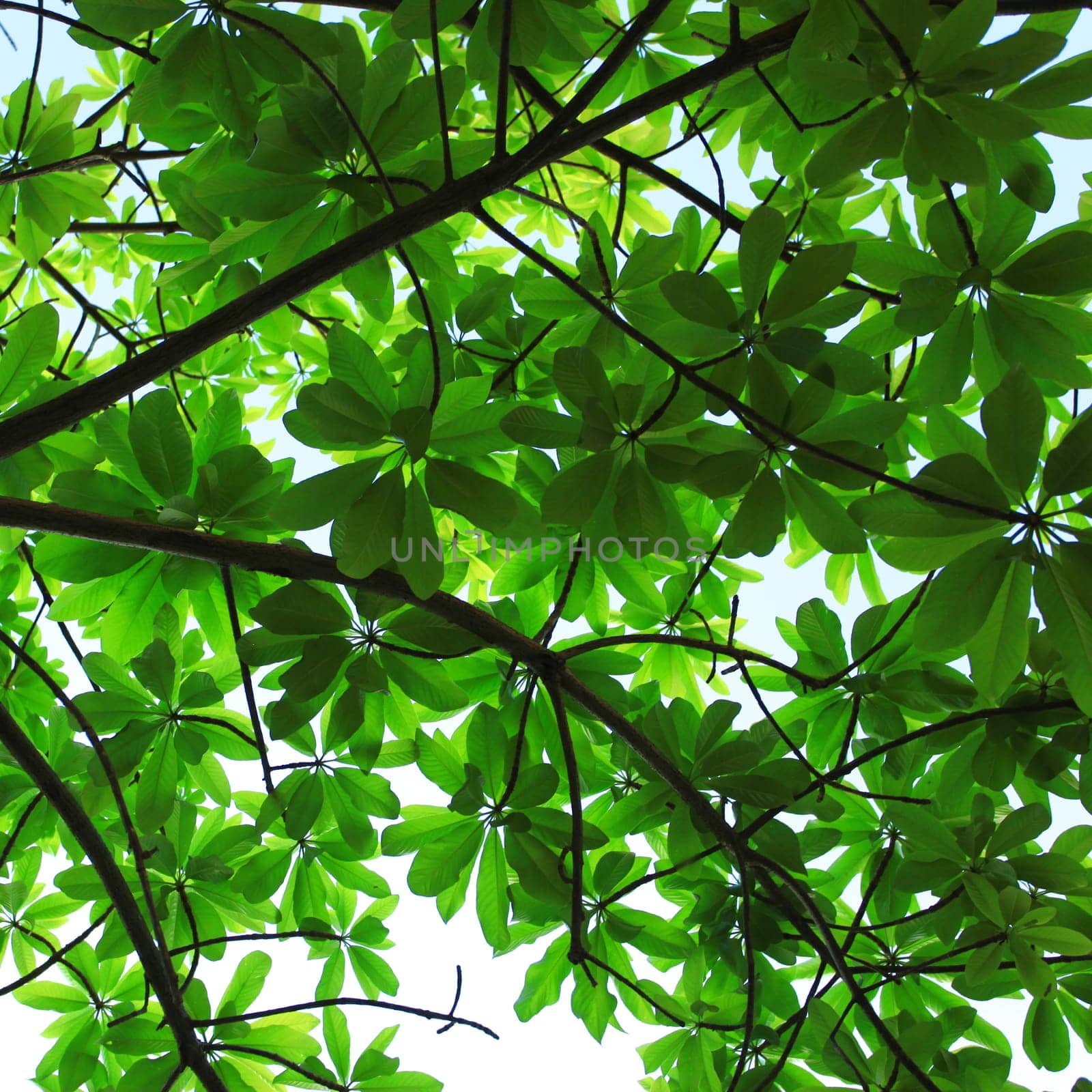 Spring leafs